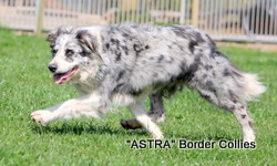 Astra Silk, Dilute - Slate merle border collie